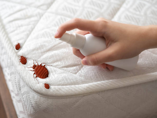 Best Best Pest Control Companies  in Keeseville, NY